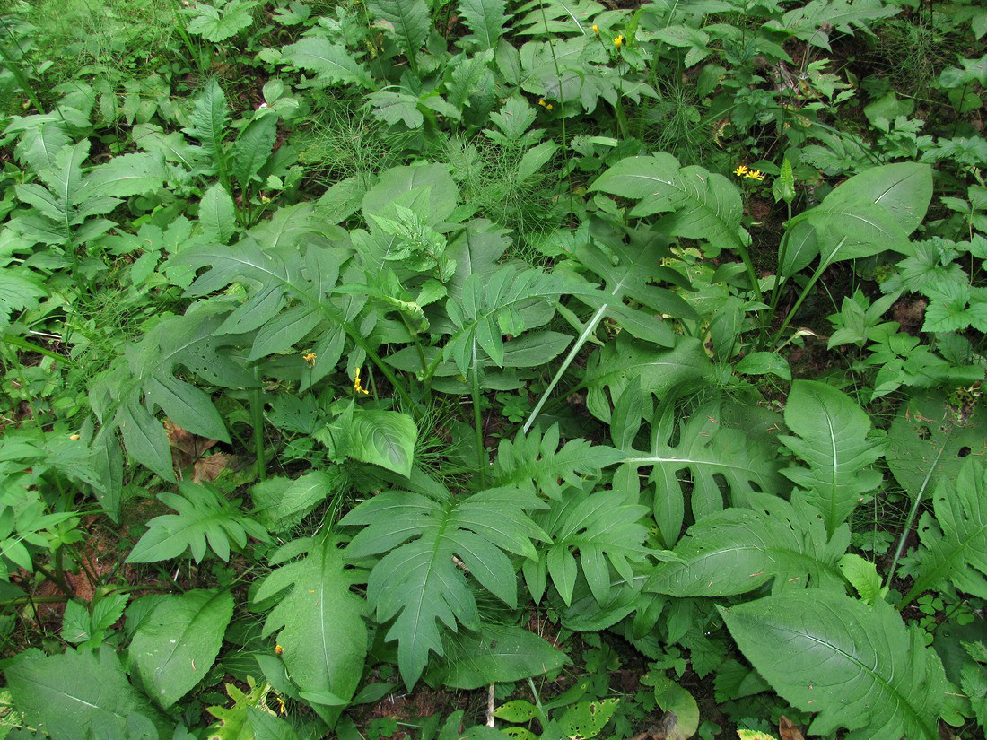 Image of Cirsium oleraceum specimen.