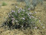 Acanthophyllum borsczowii. Цветущее растение. Узбекистан, Бухарская обл., бугристые пески южнее озера Денгизкуль. 03.06.2009.