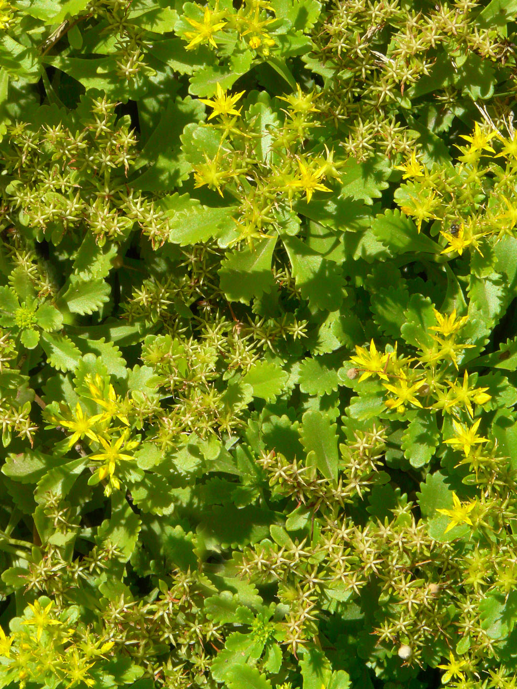 Image of Aizopsis hybrida specimen.