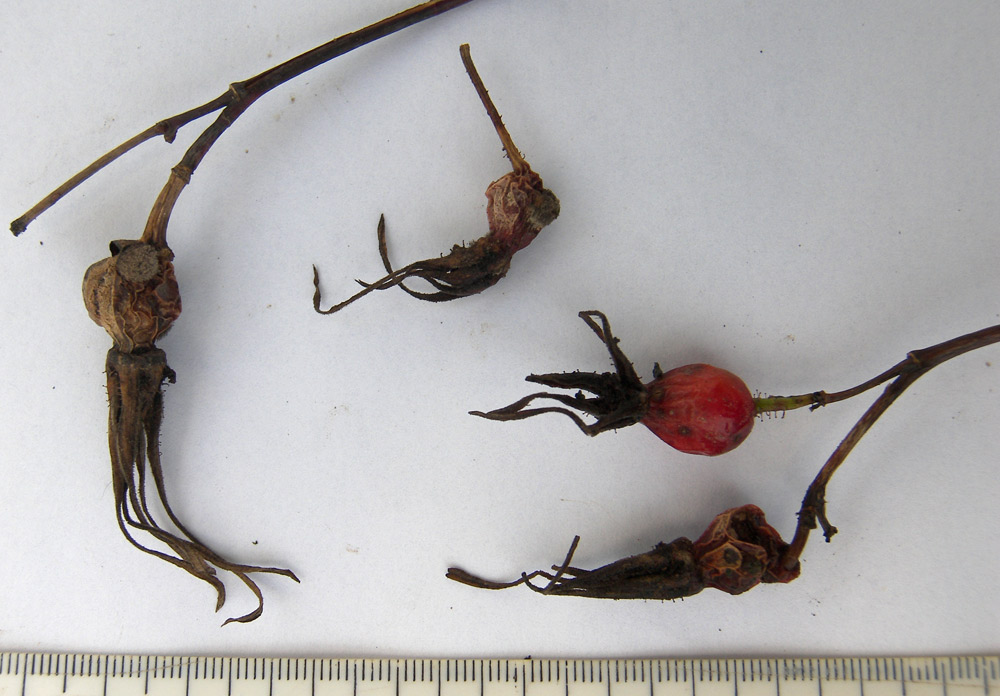 Image of Rosa glabrifolia specimen.