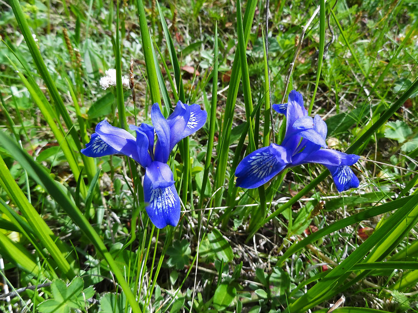 Изображение особи Iris ruthenica.