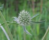 Eryngium planum. Соцветие с бутонами. Республика Татарстан, г. Елабуга, сосновый бор. 01.07.2009.