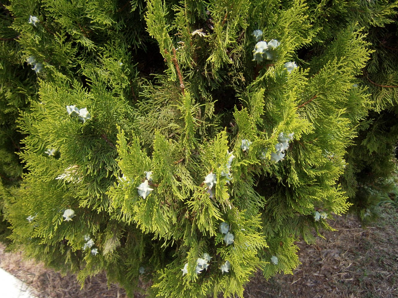 Platycladus orientalis туя Восточная плосковеточник