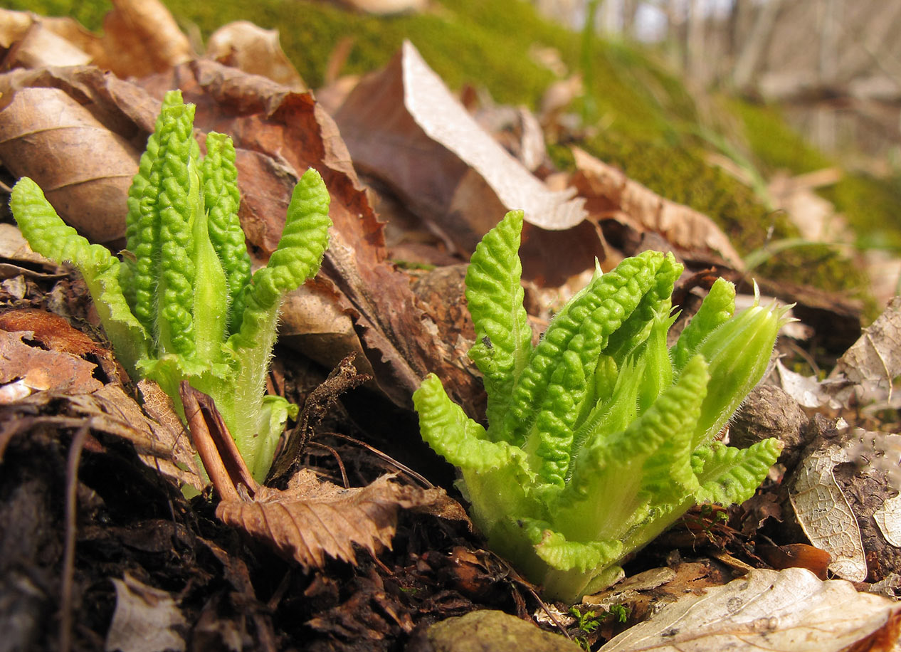 Image of Primula vulgaris specimen.