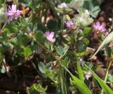 Trifolium resupinatum