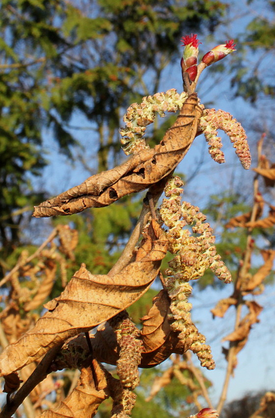 Image of Corylus sieboldiana specimen.