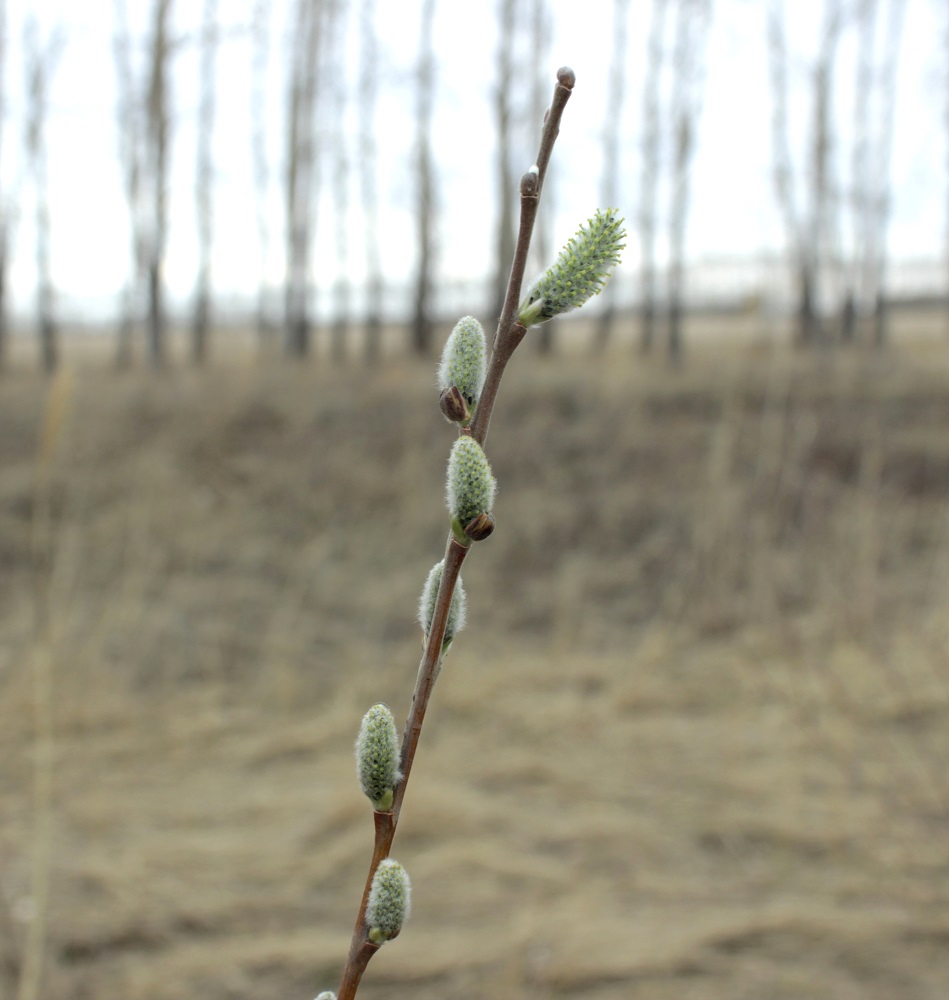 Image of genus Salix specimen.