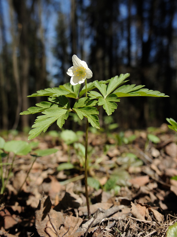 Изображение особи Anemone nemorosa.