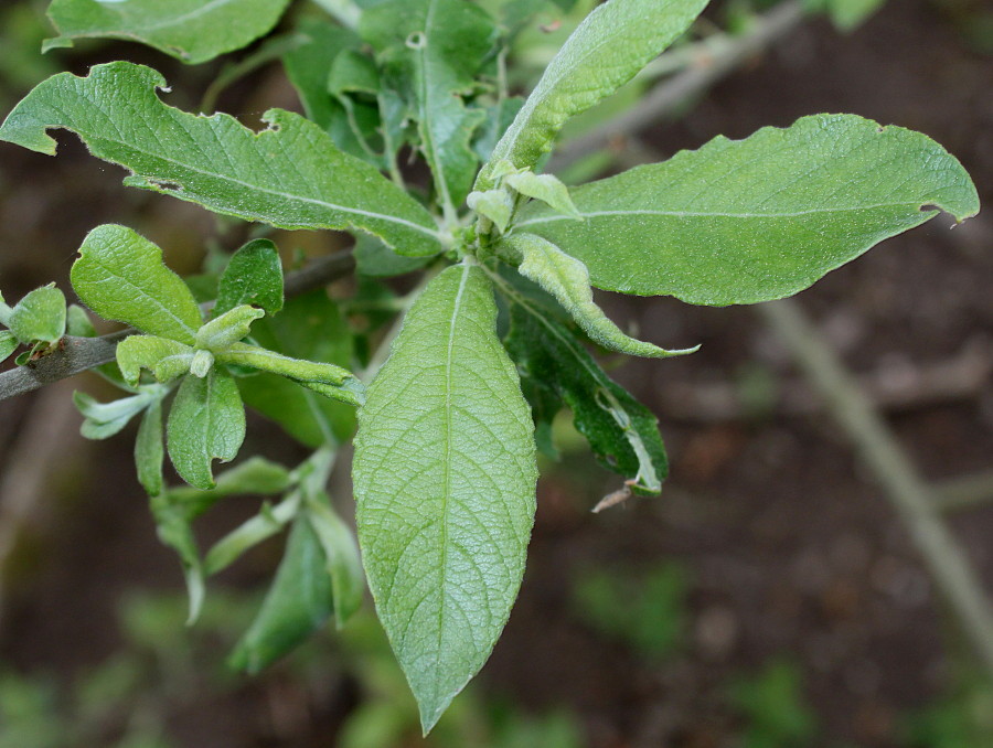 Image of genus Salix specimen.