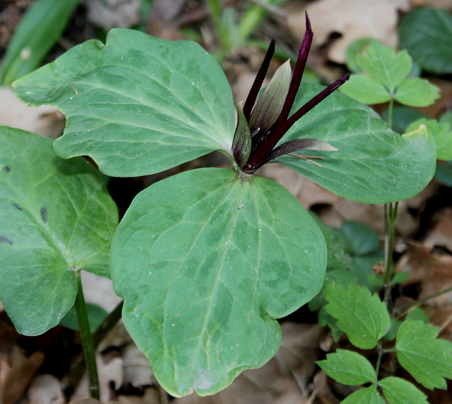 Image of genus Trillium specimen.