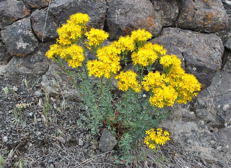 Image of Hypericum scabrum specimen.