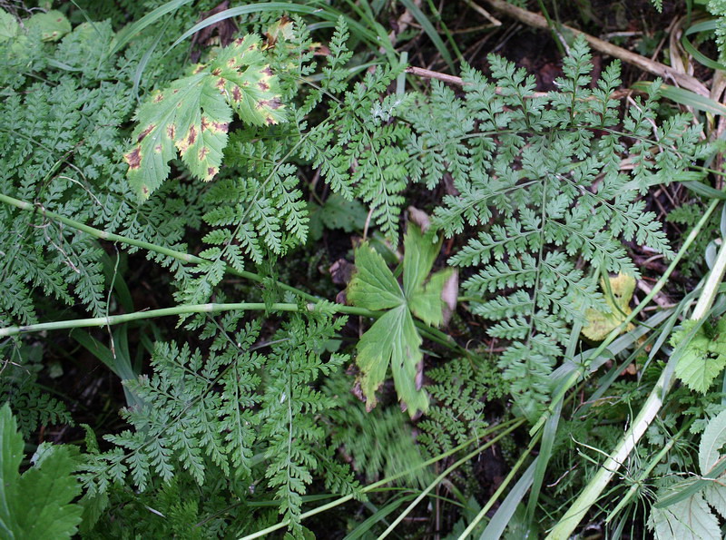 Image of Rhizomatopteris montana specimen.