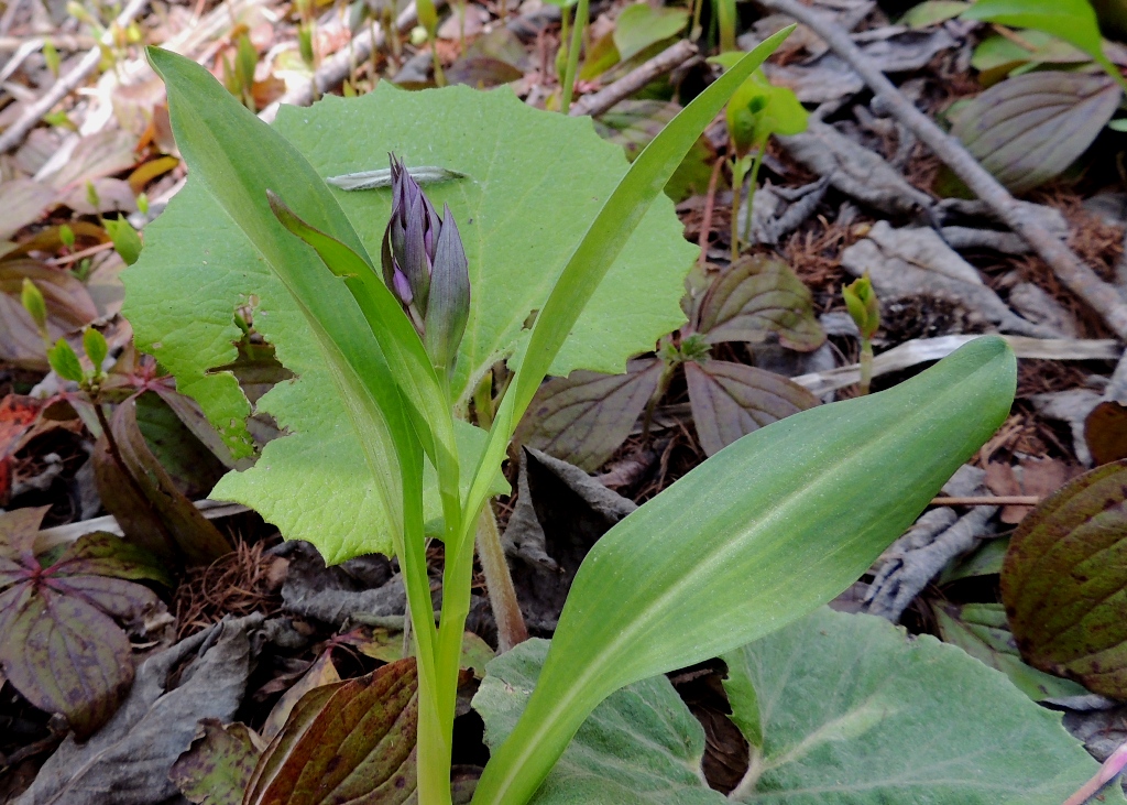 Image of Dactylorhiza aristata specimen.