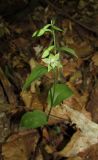 Epipactis persica. Цветущее растение. Крым, окр. Ялты, гора Лапата, буковый лес. 18 июля 2014 г.