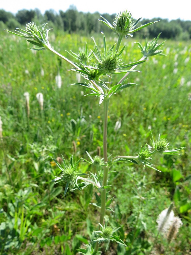 Image of Eryngium planum specimen.