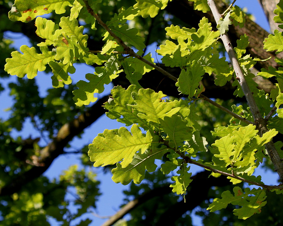 Image of Quercus robur specimen.