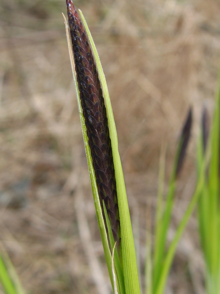 Изображение особи Carex nigra.