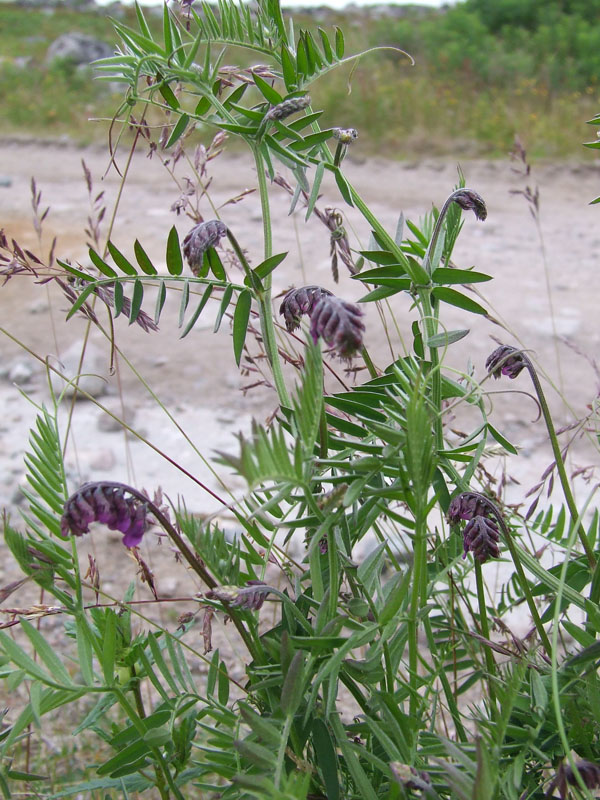 Image of Vicia cracca specimen.