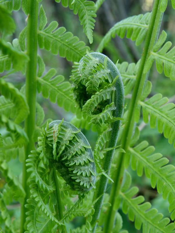 Image of Matteuccia struthiopteris specimen.