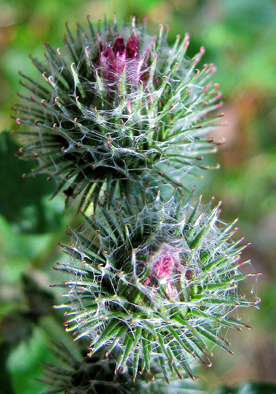 Image of Arctium tomentosum specimen.