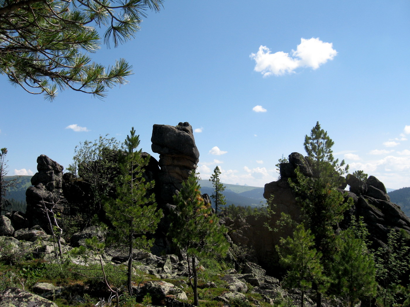 Изображение особи Pinus sibirica.