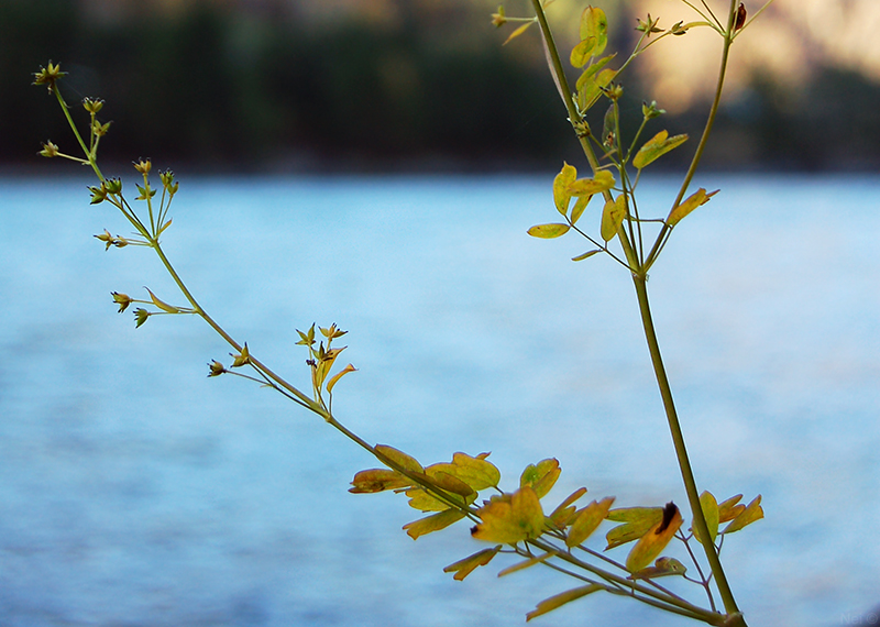 Image of Thalictrum minus specimen.