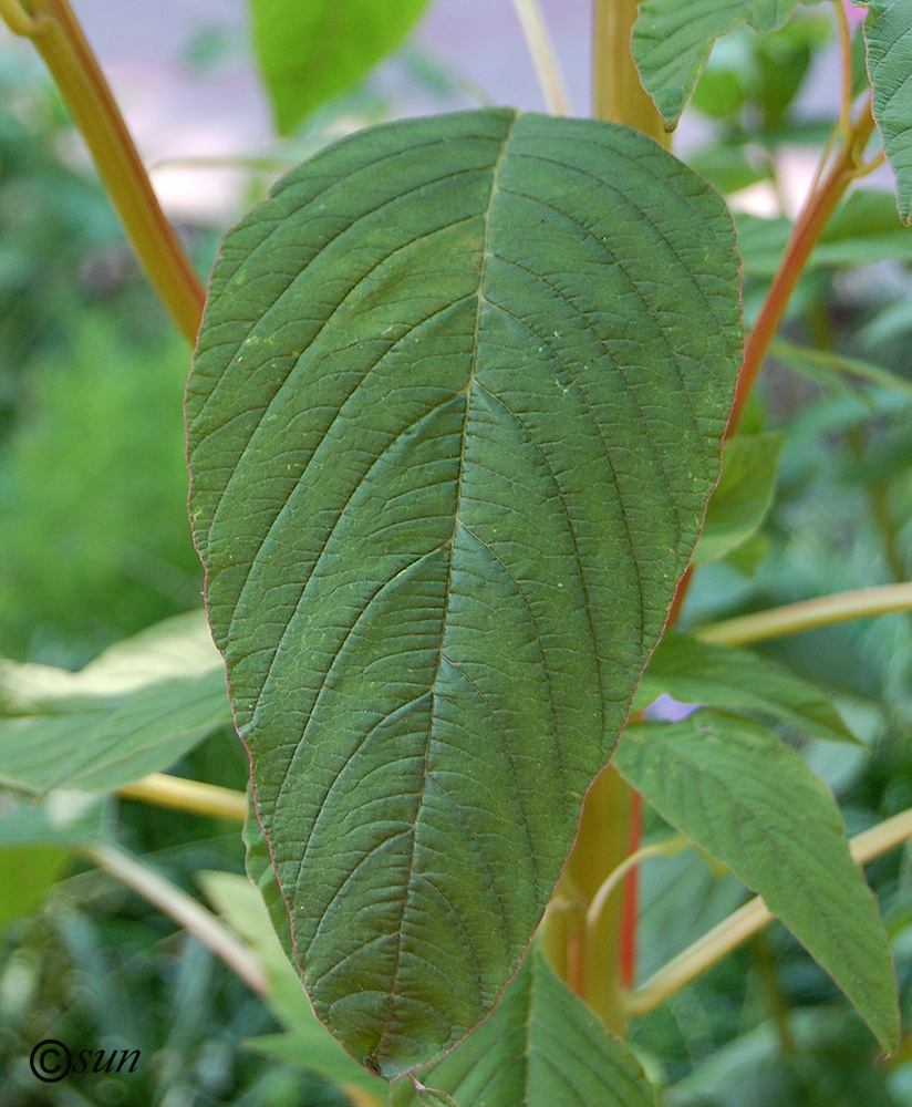 Image of Amaranthus caudatus specimen.