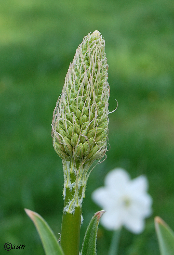 Изображение особи Eremurus robustus.