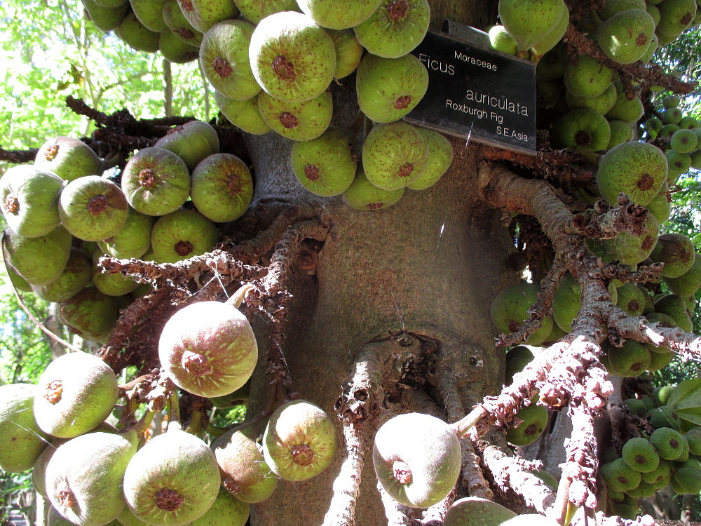 Изображение особи Ficus auriculata.