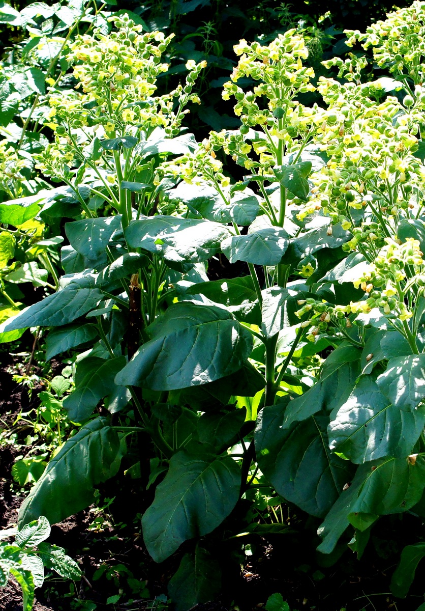 Изображение особи Nicotiana rustica.