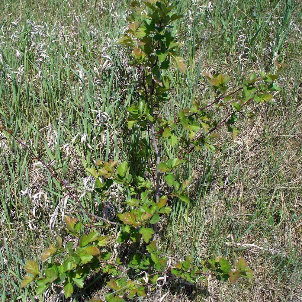 Изображение особи Crataegus sanguinea.