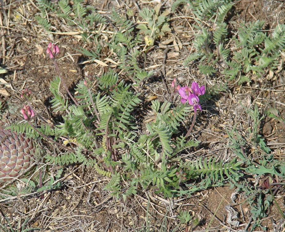 Image of Oxytropis deflexa specimen.