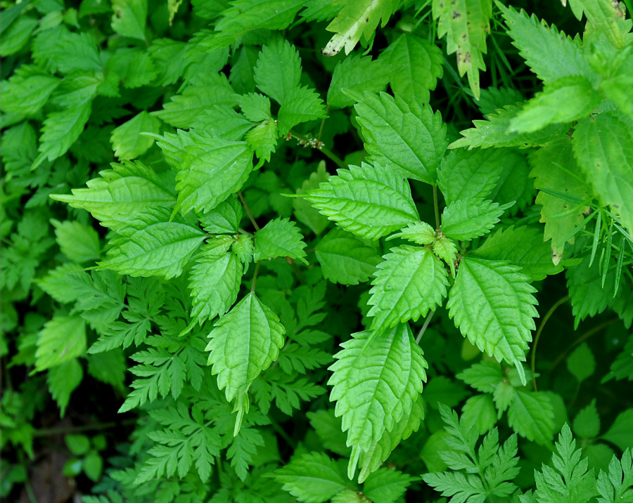 Image of Pilea mongolica specimen.