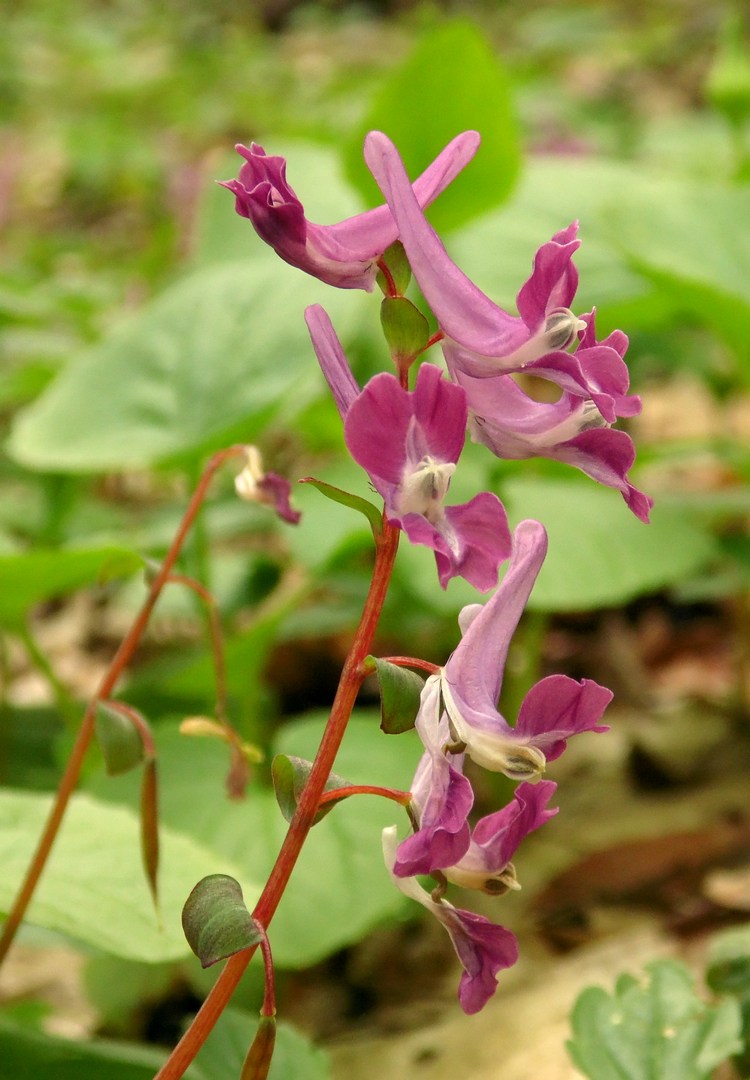 Изображение особи Corydalis caucasica.