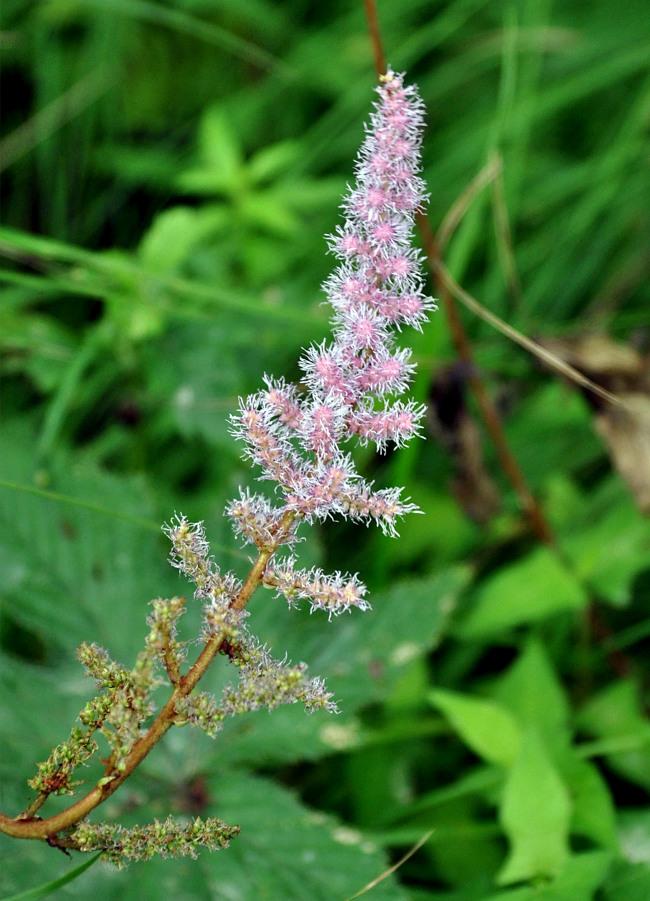 Изображение особи Astilbe chinensis.