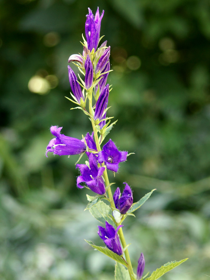 Image of Campanula latifolia specimen.