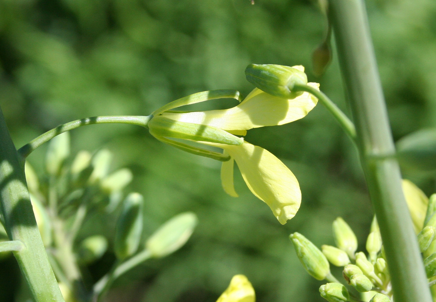 Изображение особи Brassica oleracea var. capitata.