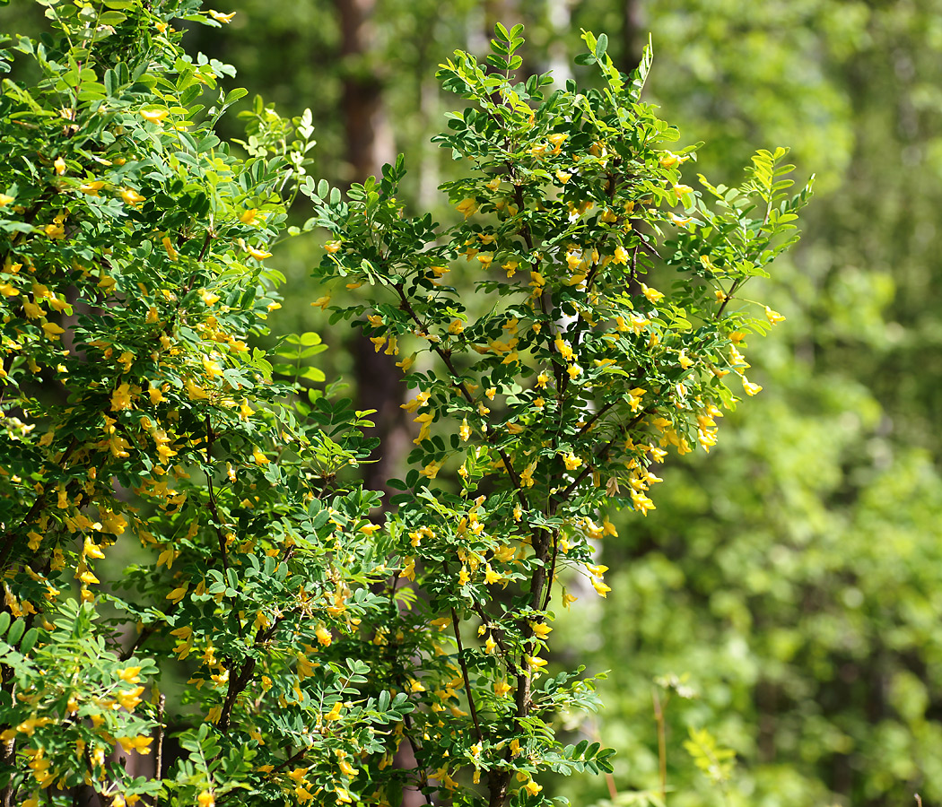 Image of Caragana arborescens specimen.