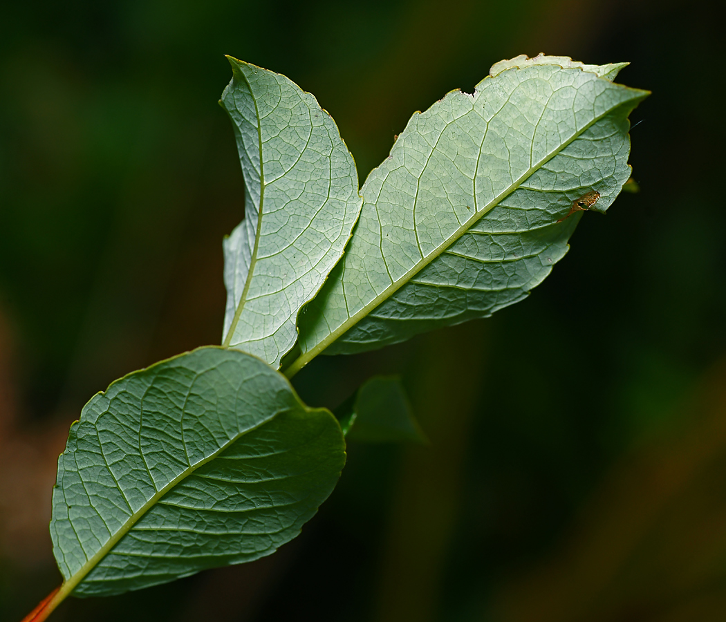 Изображение особи Salix starkeana.