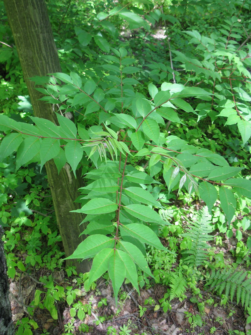 Image of familia Juglandaceae specimen.