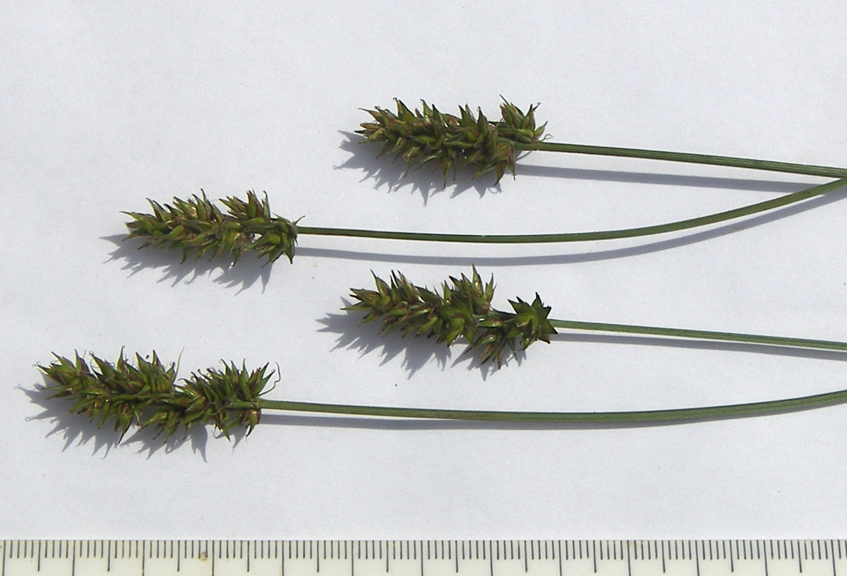 Image of genus Carex specimen.