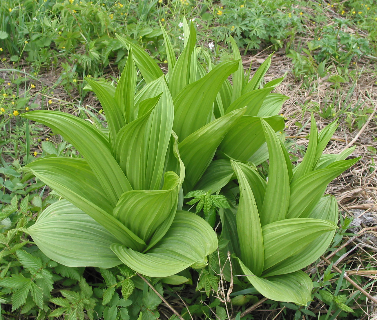 Image of Veratrum lobelianum specimen.