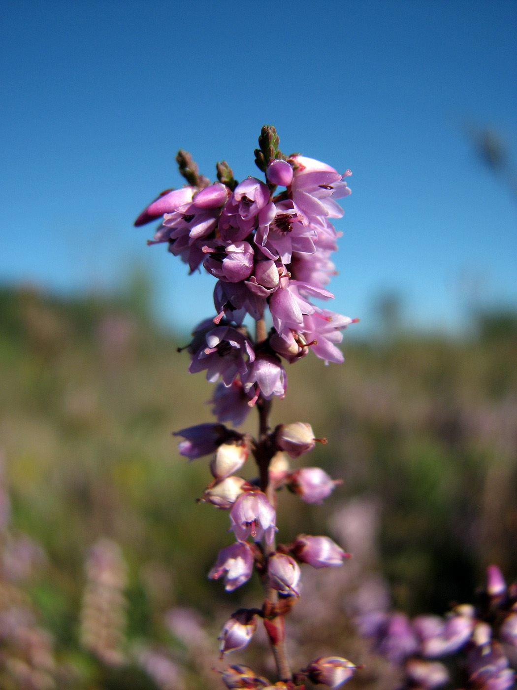 Image of Calluna vulgaris specimen.