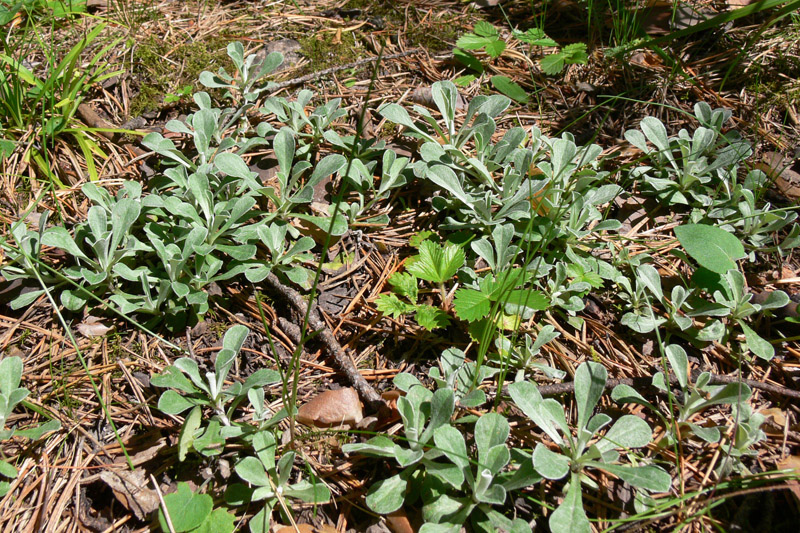 Image of Antennaria dioica specimen.