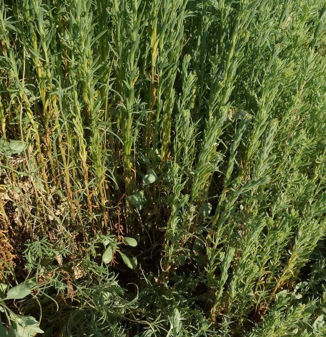 Image of Suaeda linifolia specimen.