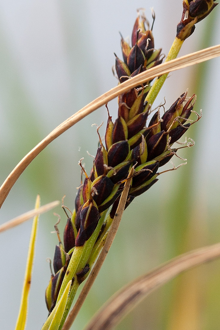 Изображение особи Carex bigelowii.