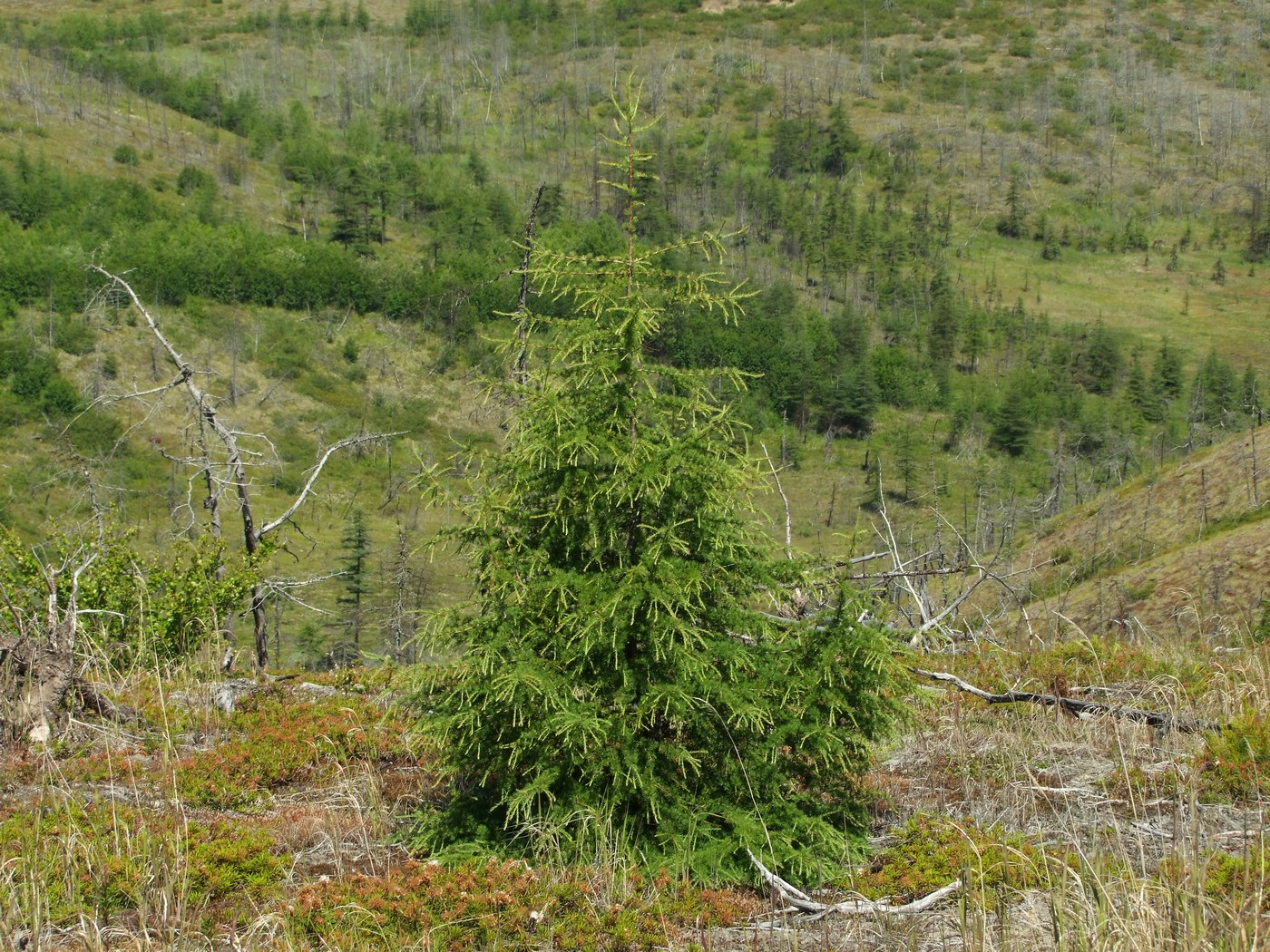 Изображение особи Larix cajanderi.