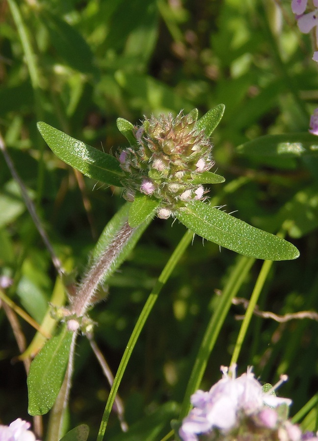 Изображение особи Thymus &times; tschernjajevii.