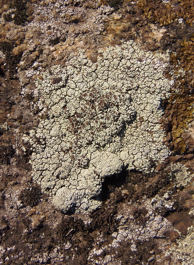 Image of familia Lecanoraceae specimen.