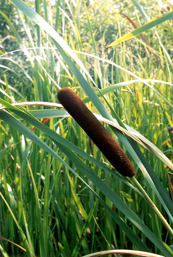 Image of Typha latifolia specimen.